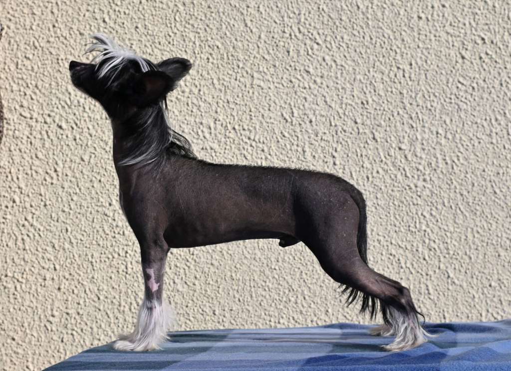 Art Rebellion Black Gold