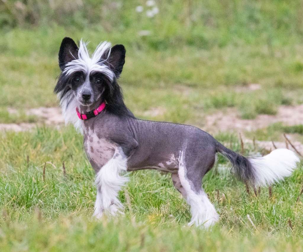 Kikiana Kitiko Avokaduh