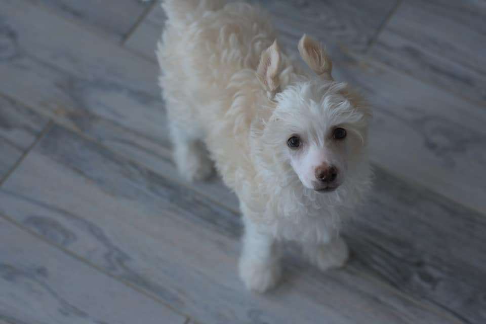 Baikal Dream Cosmopolitan boy