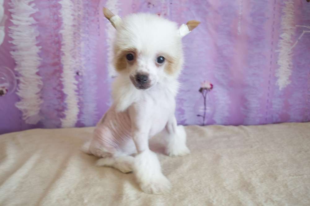 Oro Antenati Cover Girl for Me