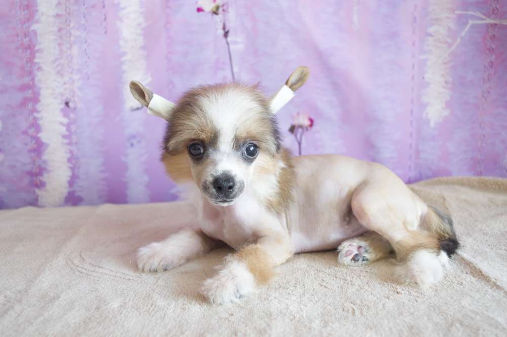 Oro Antenati Zoom-Zoom