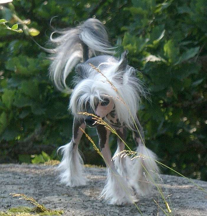 Chill Giant's Kiss Mr. Stanley