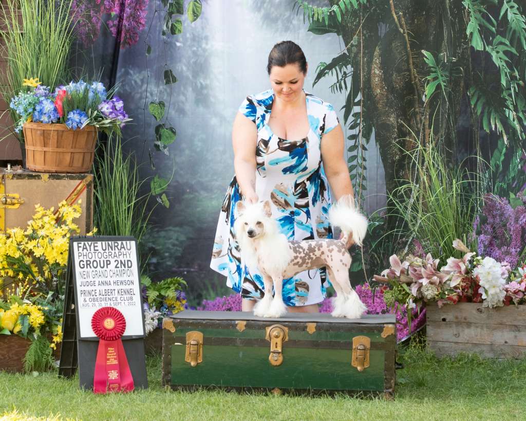 GCH Taja Got my Angel Halo