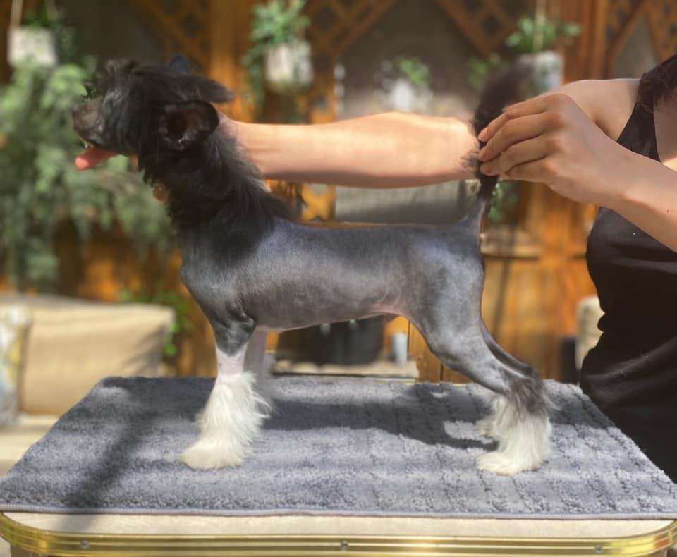 GCh Shantel's the Great Pharaoh