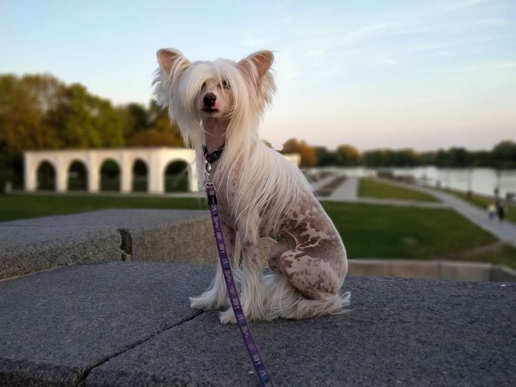 Landkris Kiss Of an Angel