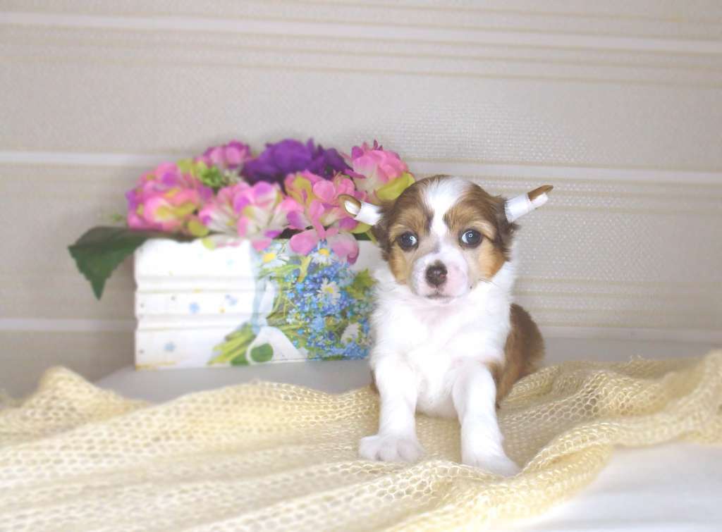 Inari Kin Celebration Of Heart