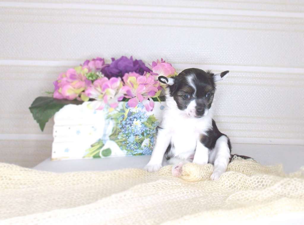 Inari Kin Cinder Of Soul