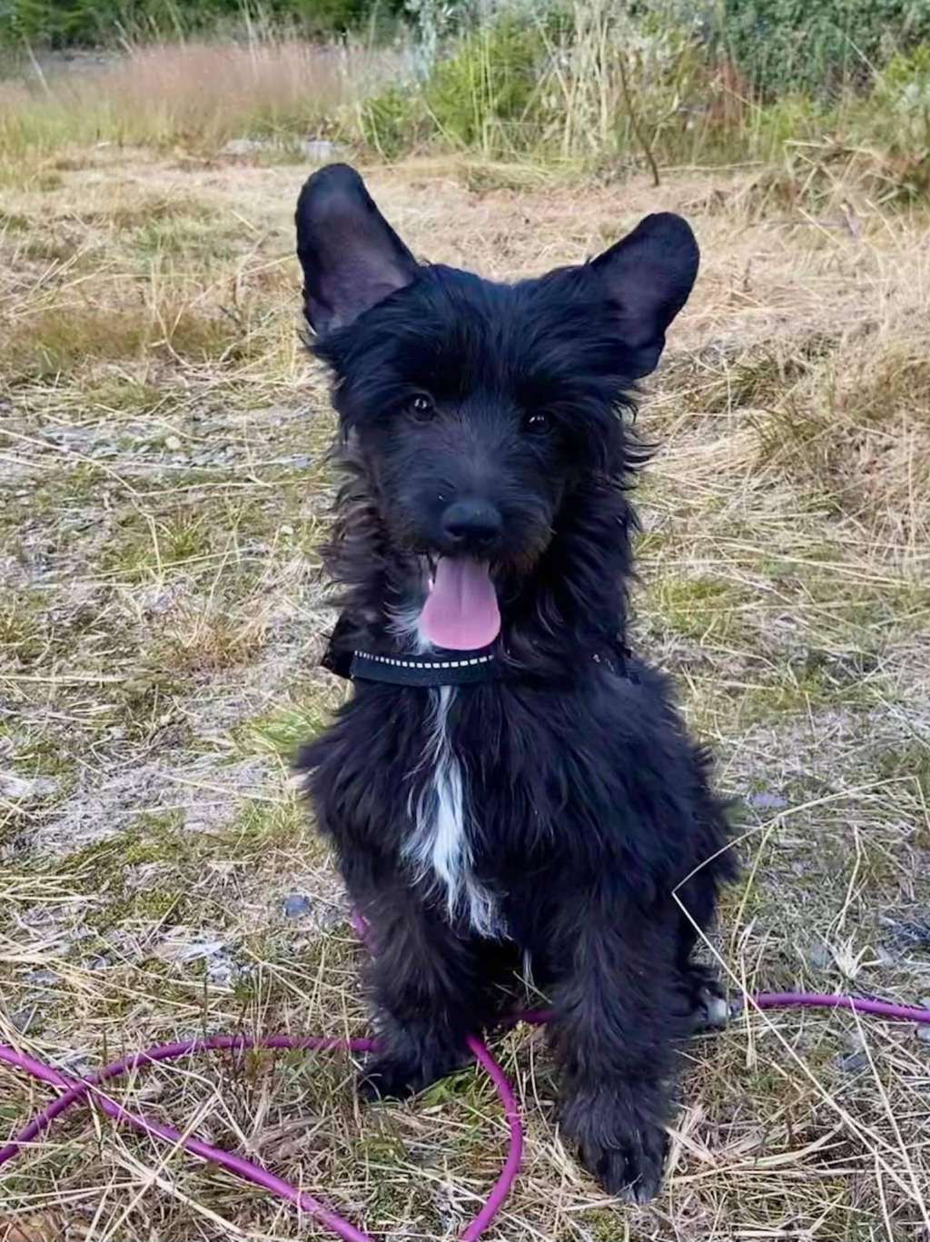 Jakantoh's G-Force F Wonh