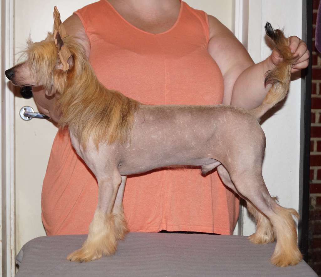 Sun Dan You Bet My Father Comes Magma