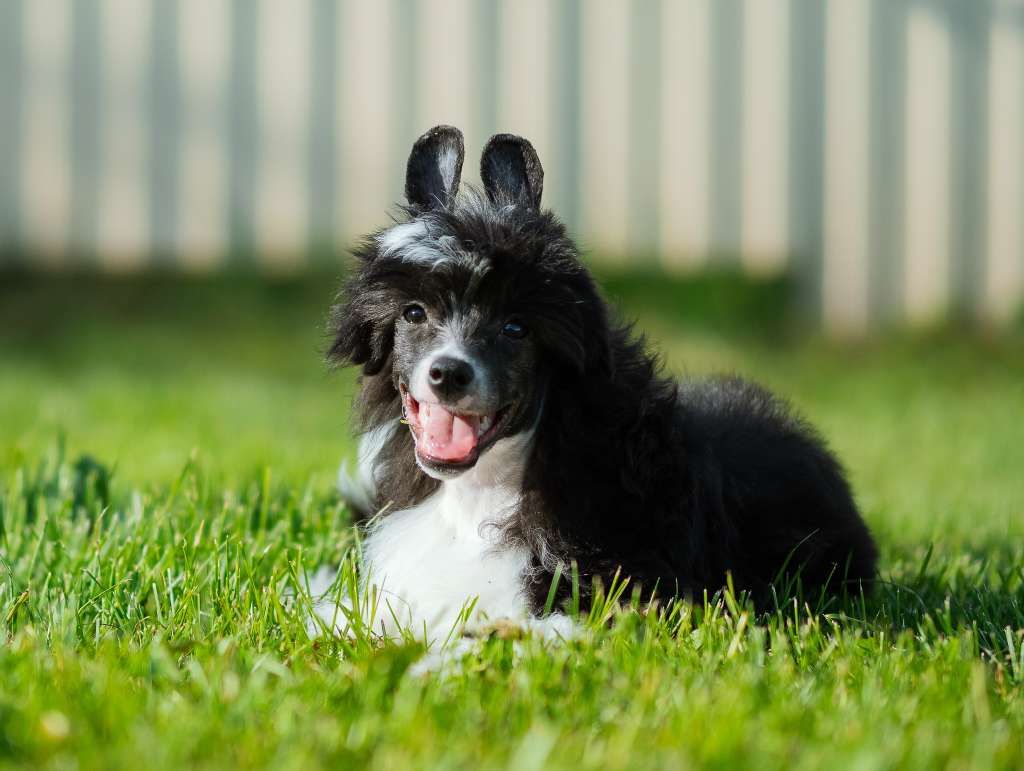 Famrus Present of the Heaven Olli