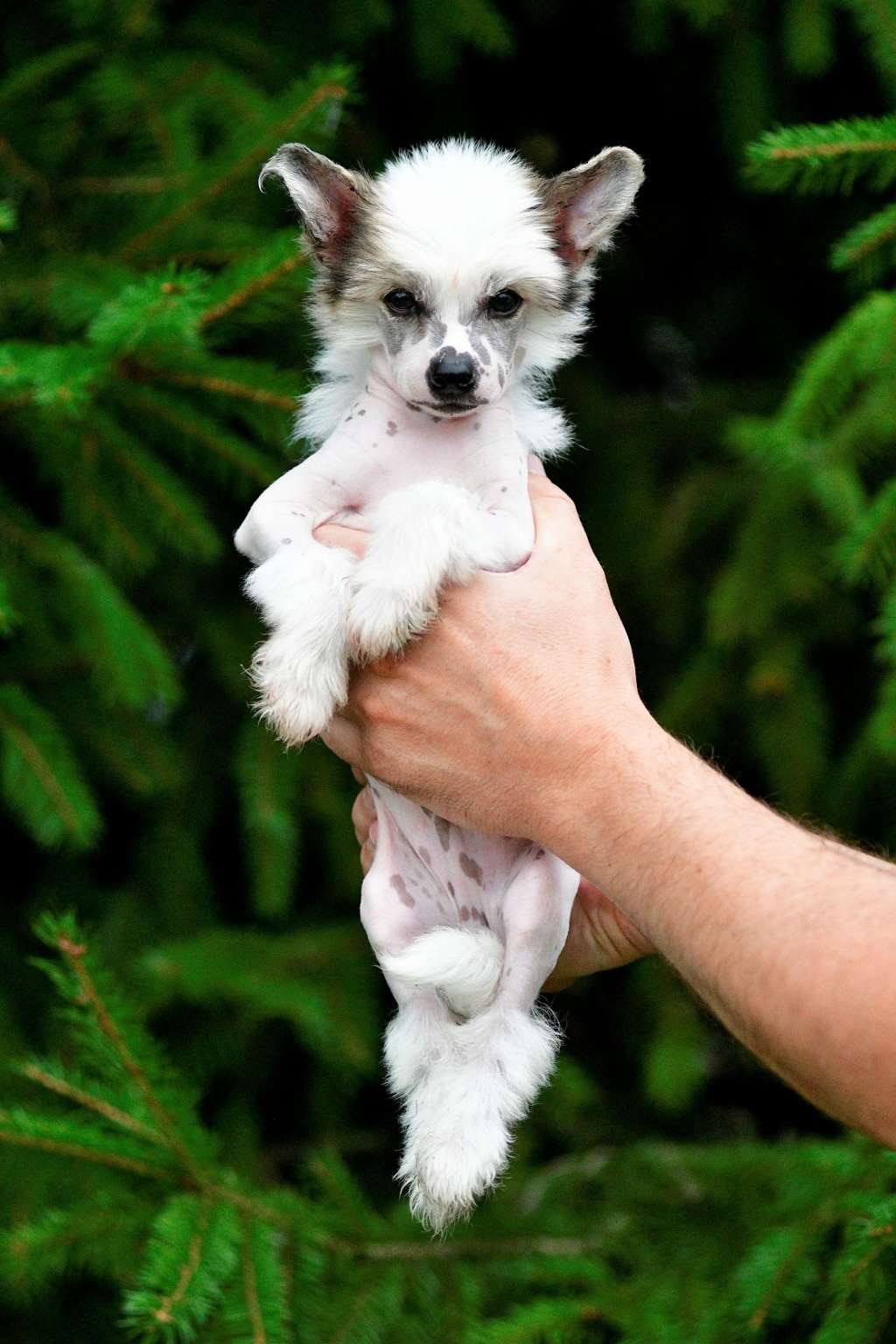 TipiTip Winning Smile