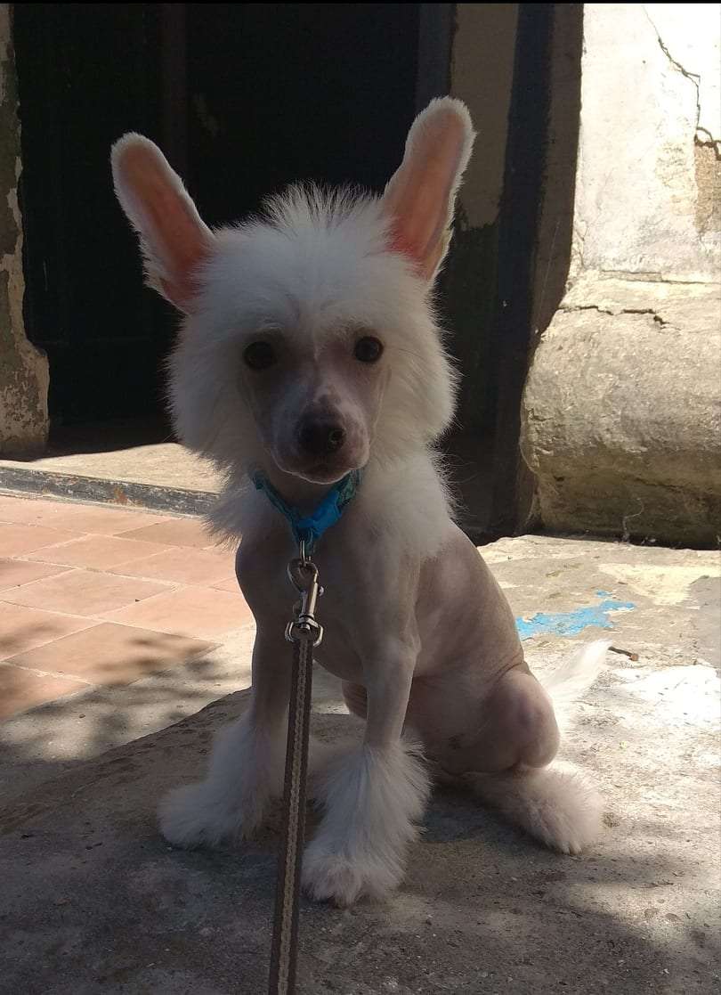 Gallurius  Chivas  Regal