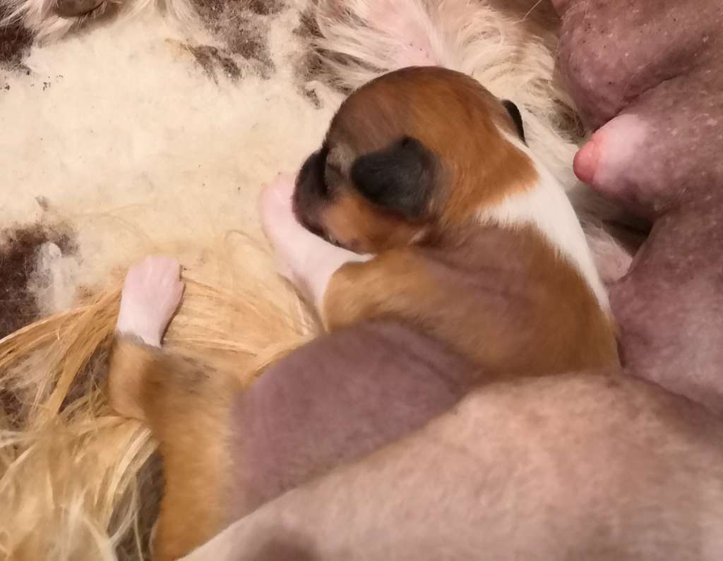 Windy Willow's Love Potion