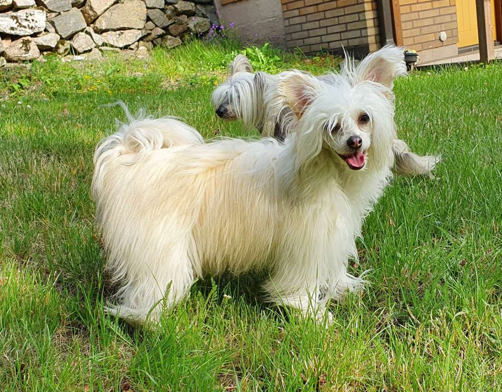 Windy Willow's Love Powder