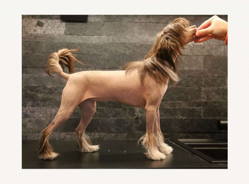 Windy Willow's Mi Pequeño Pony