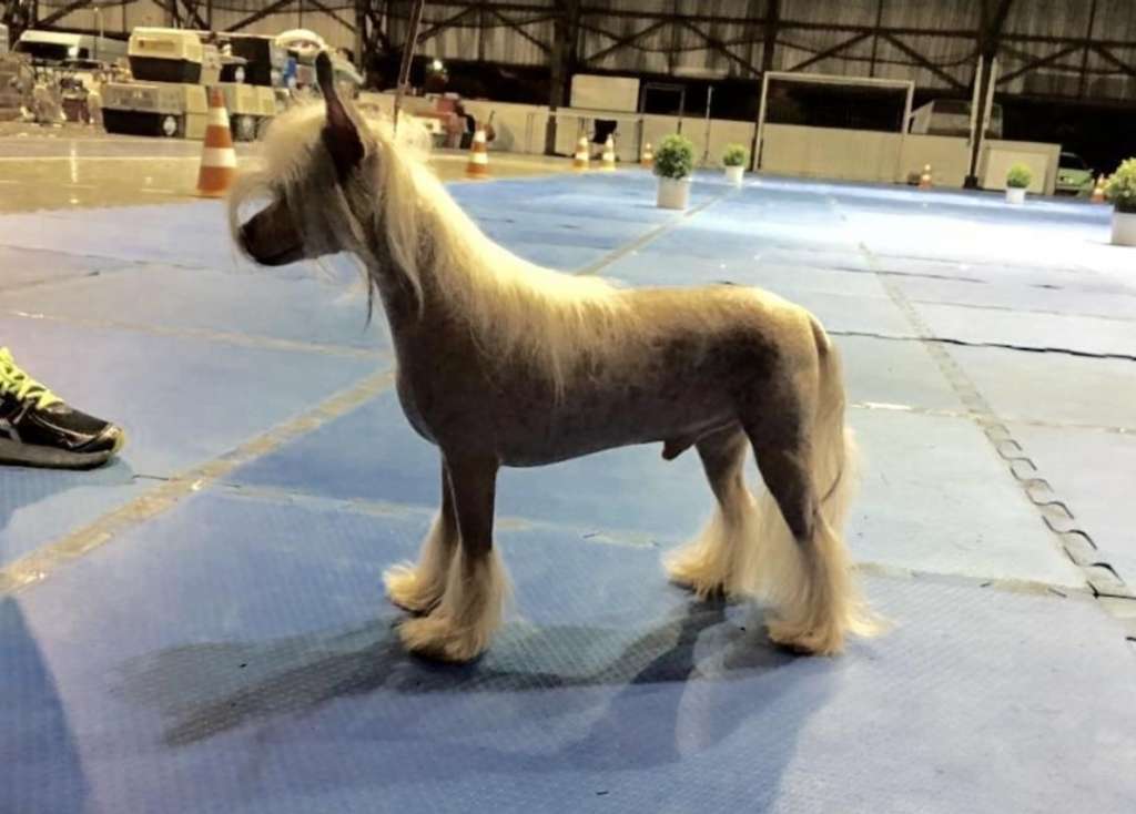 Caneleone New Horizons