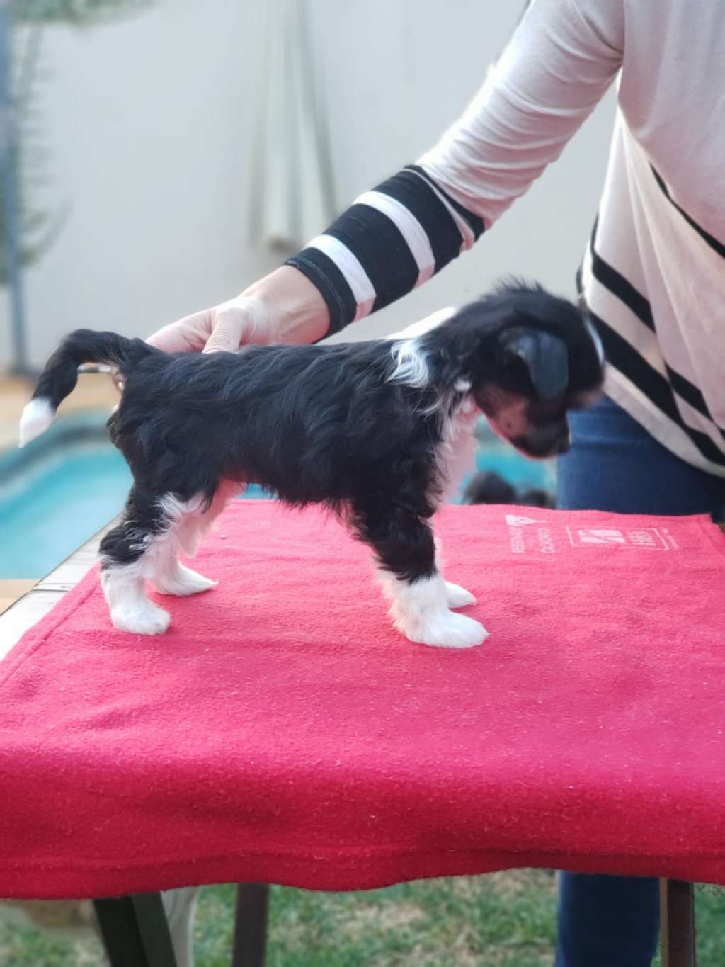 Quinta da Boa Crista Little Boo