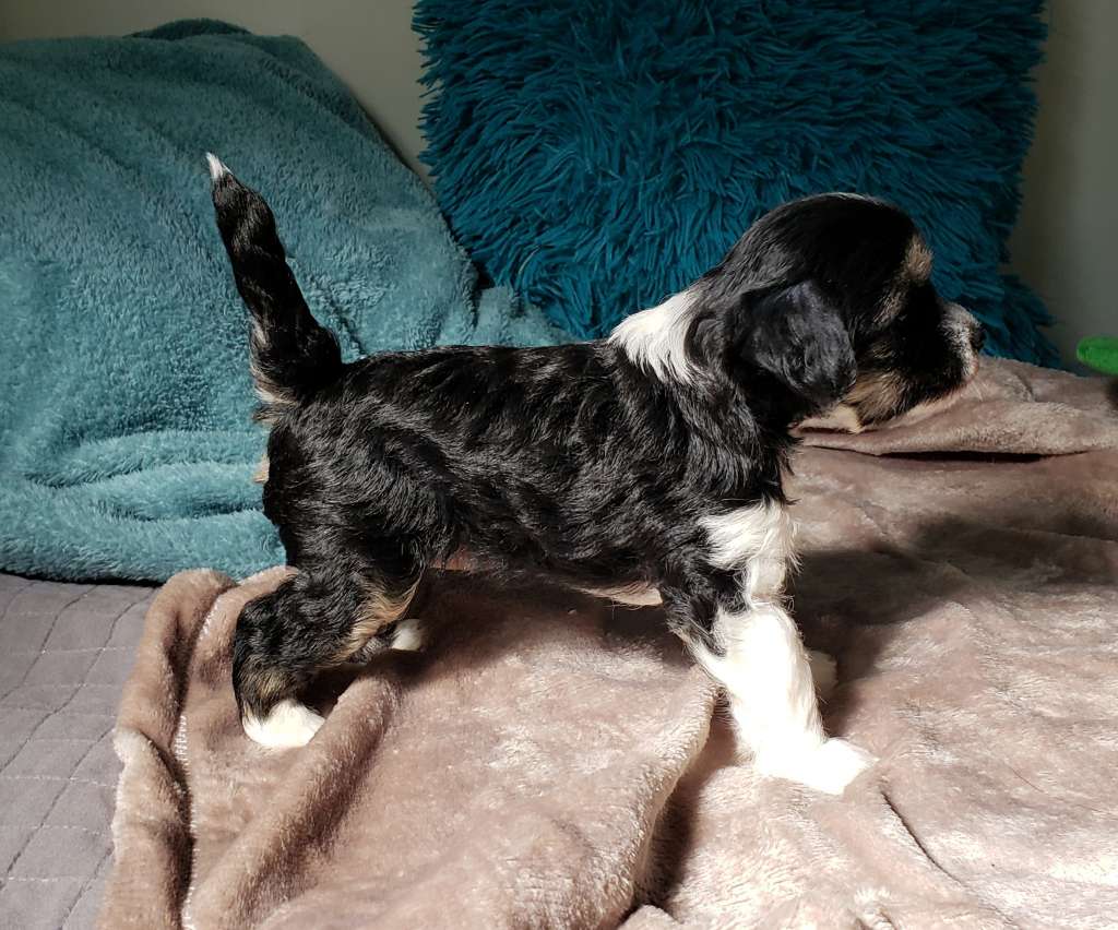 Quinta da Boa Crista Dear Roz