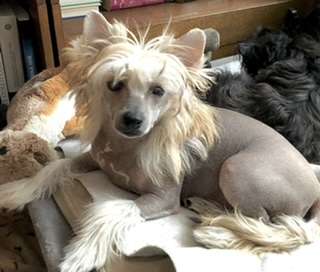 Elizabeth Excelent Velura