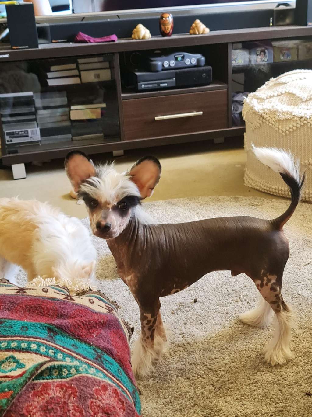 Xioma Smooth Criminal