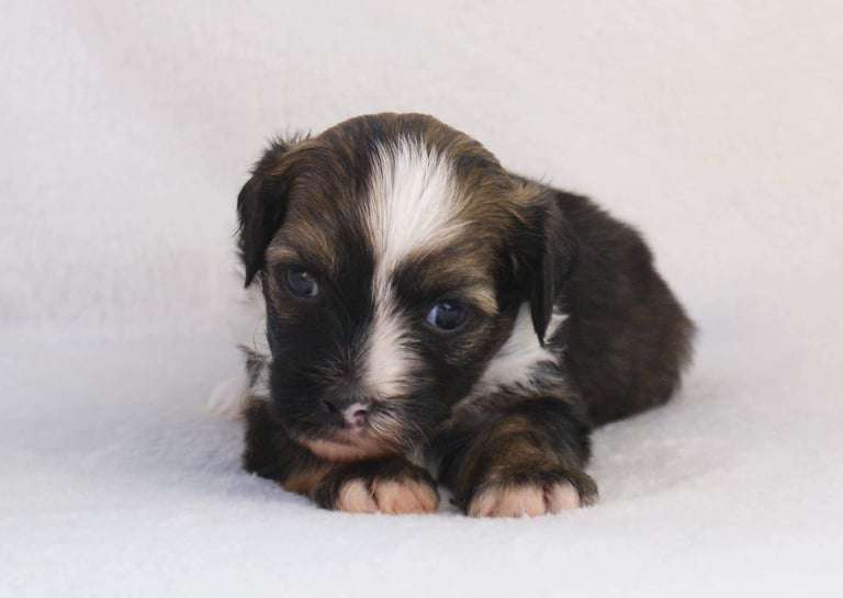 Beyesa's Golden Shell