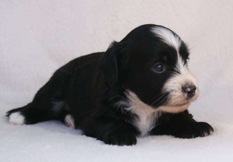 Beyesa's Caribbean Spirit