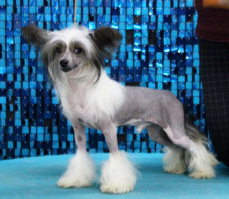 Angel O'Check Zeliboba