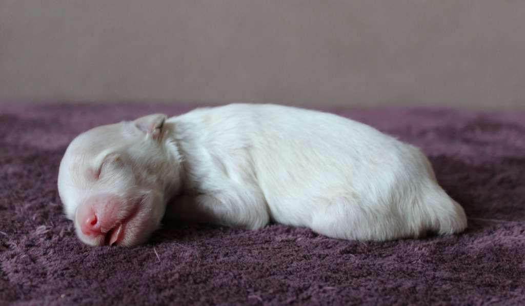 Charuyuschiy Soblazn Ice cream