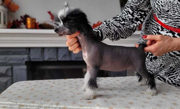 Astoria Super Ciapki