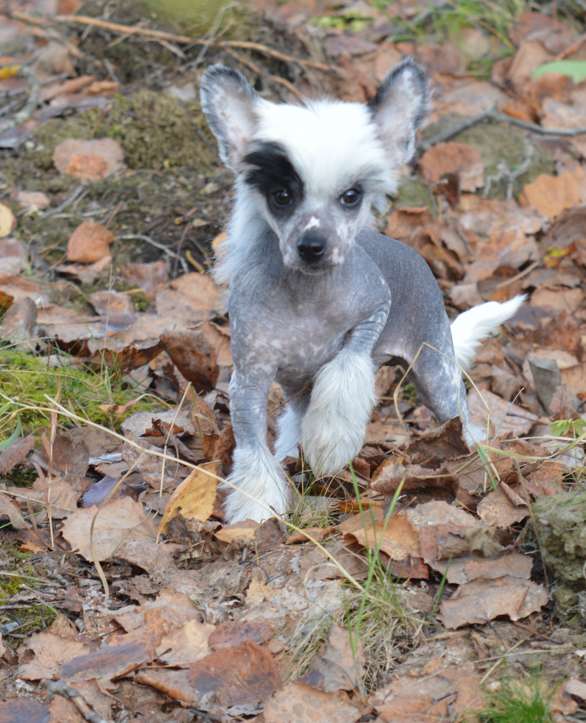 Kaitlin Beyond Masked Singer