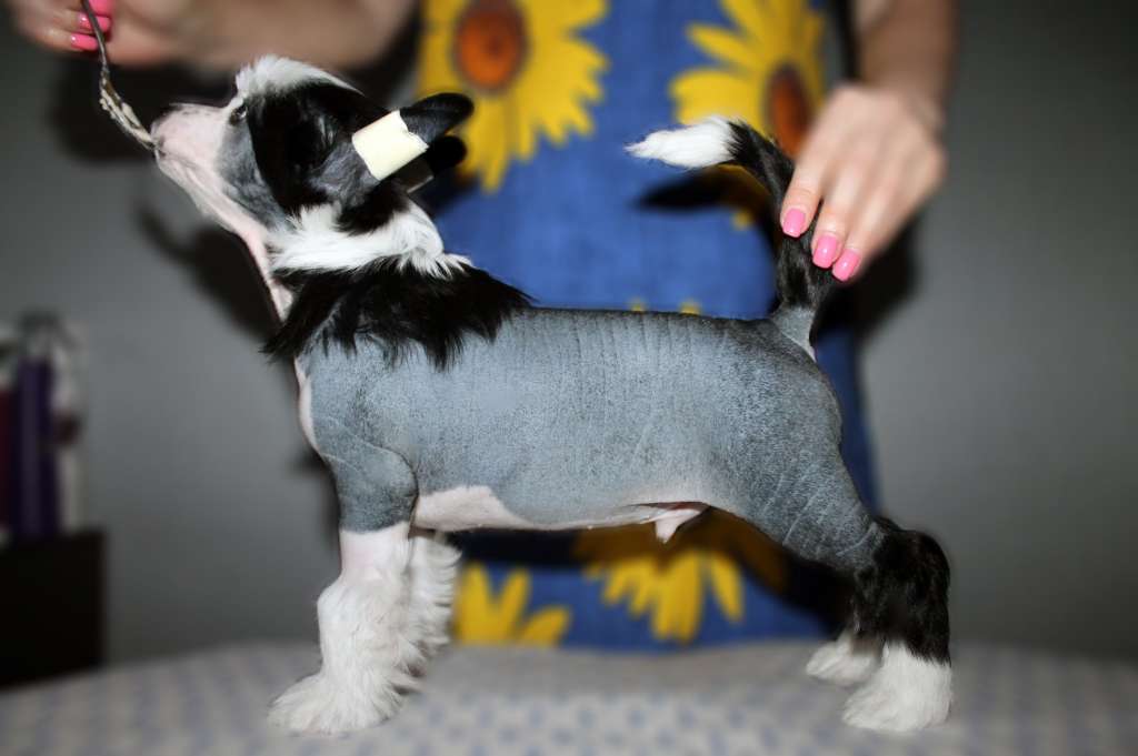 Sempre Con Te Born To Win HitLine Ltd