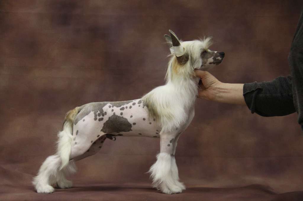 Zheneva-Debjut Benefit