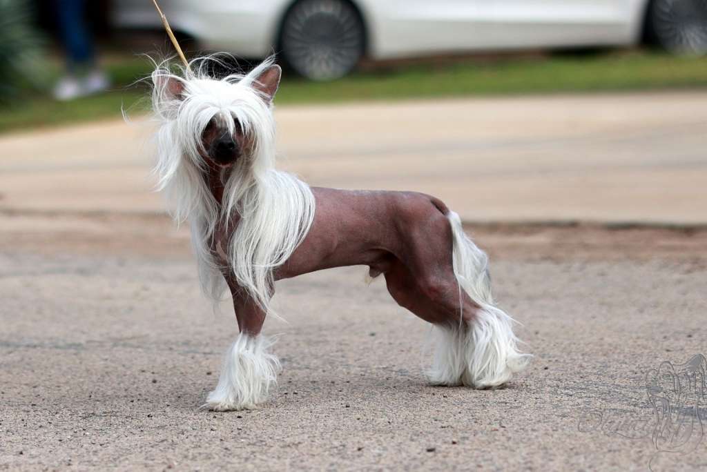 Fancy Honey Gattaca Olyuti