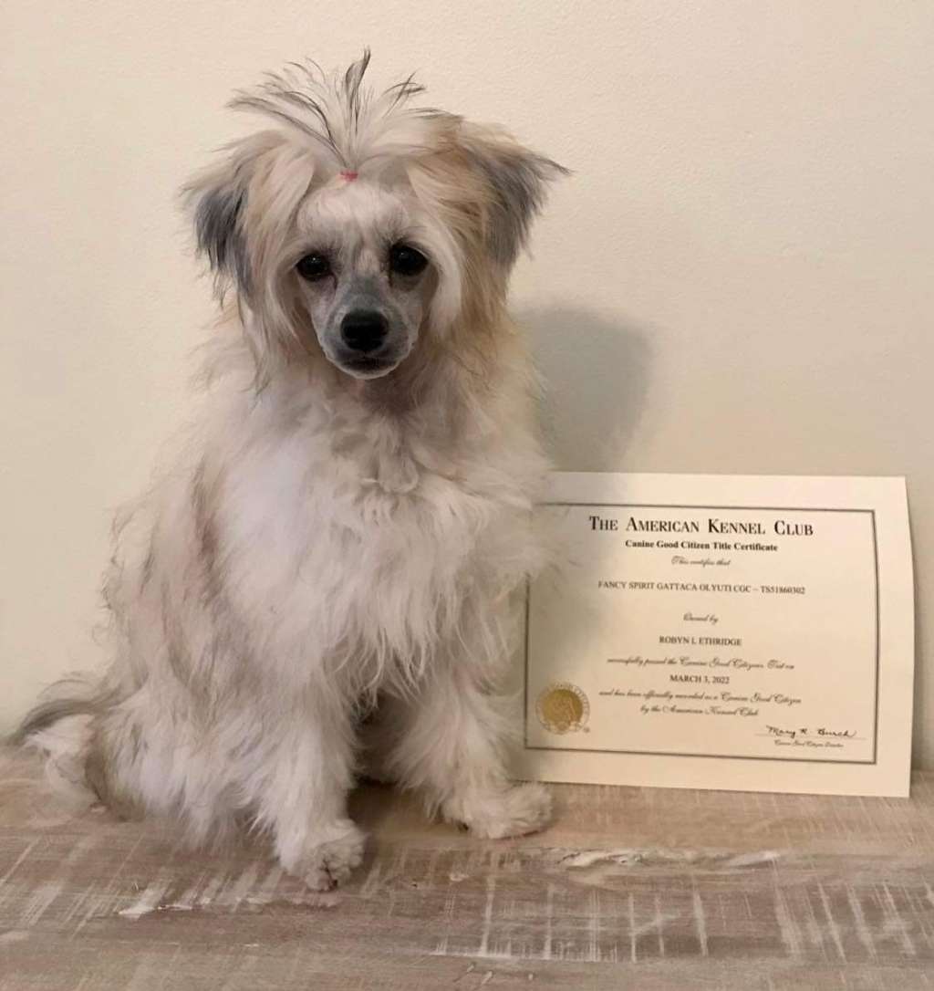 Fancy Spirit Gattaca Olyuti