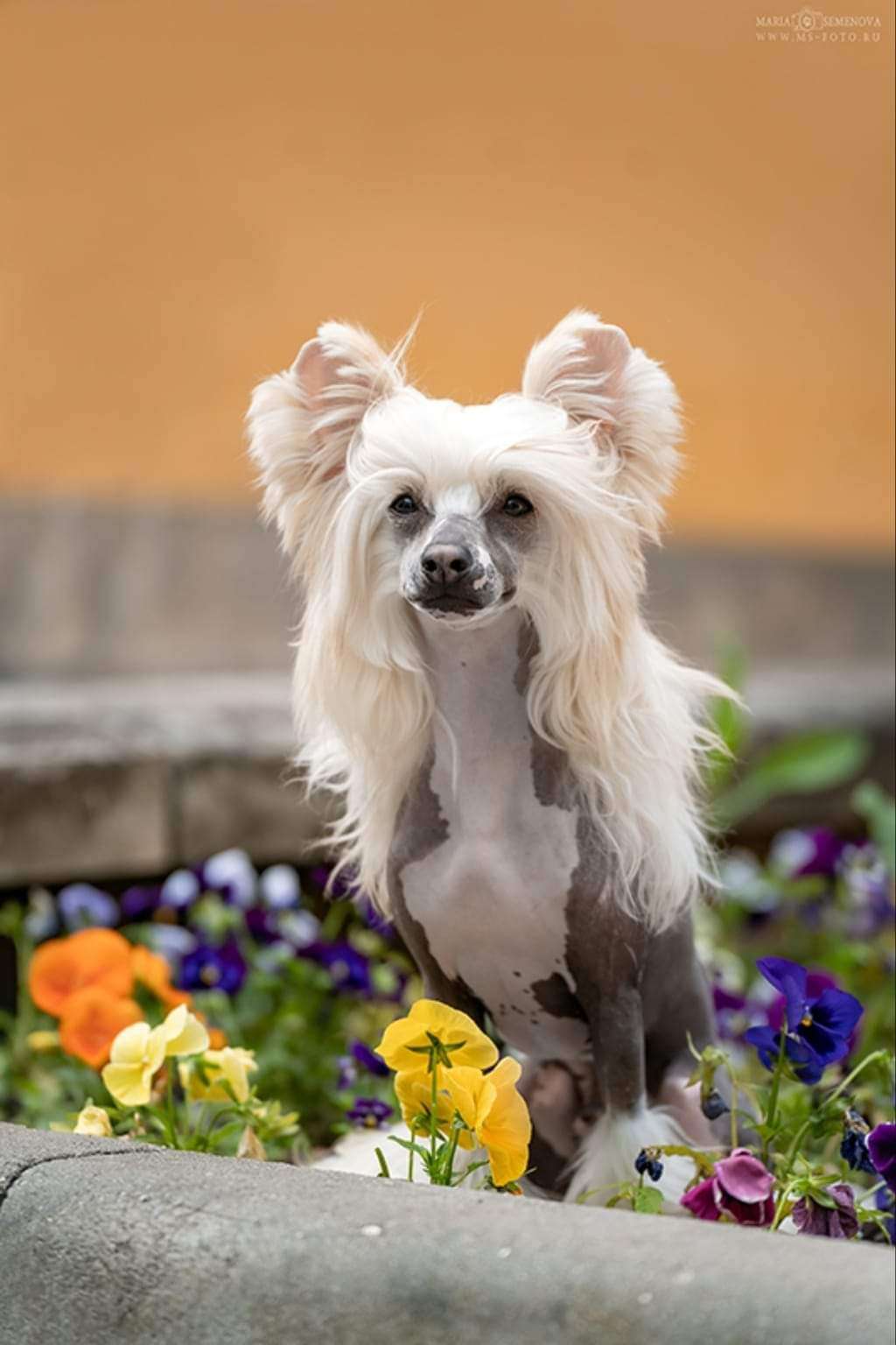 Izabel Crystals Pegas