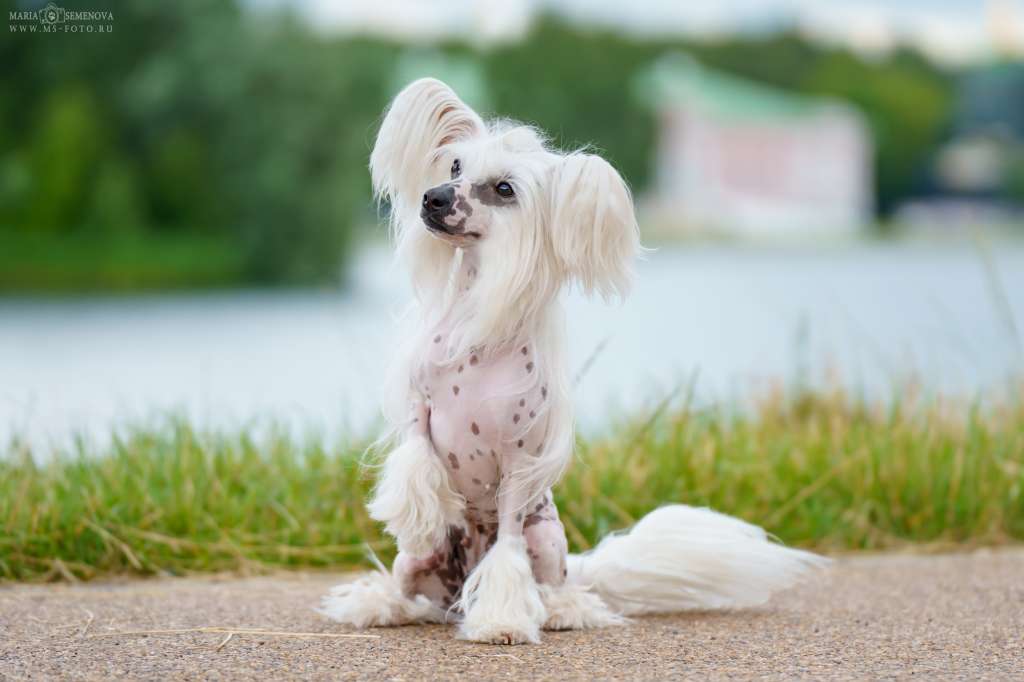 Izabel Crystals Penelopa