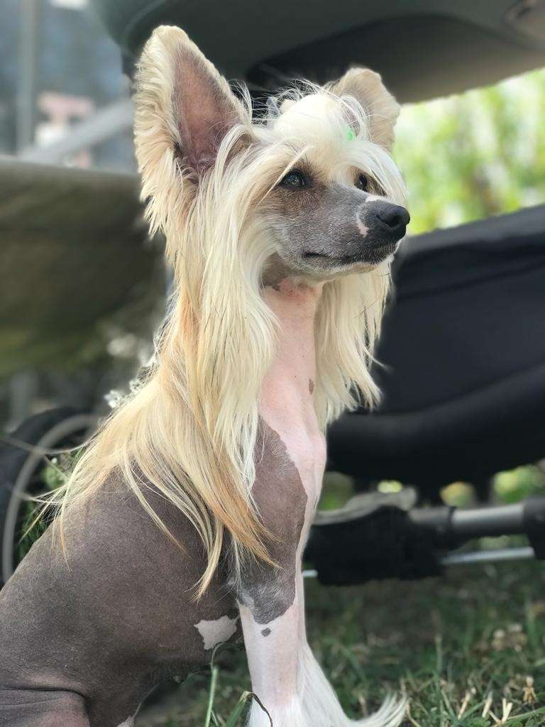 Izabel Crystals Pandora