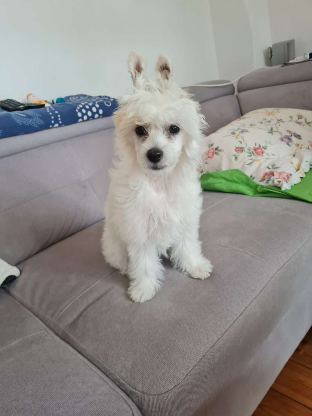 Just a white Pearl of Candymoor Castle