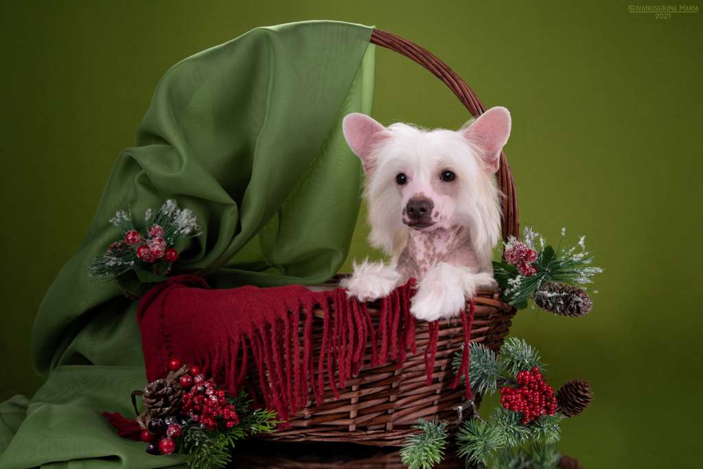 Sofiris Show Perfect Gem