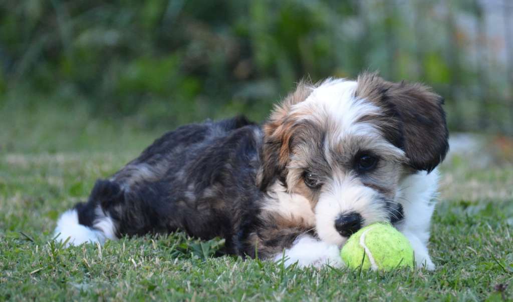 Holly Polly Cute Goblins