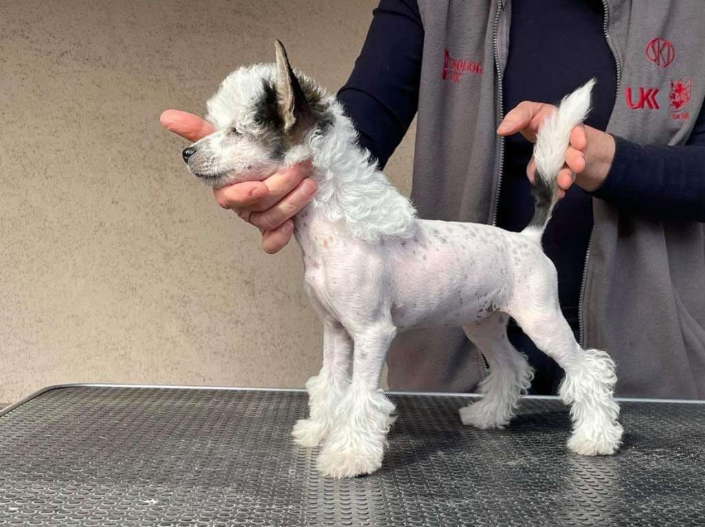 Family Song's Elisea