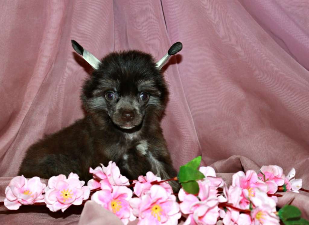 Almaz Udachi Pelageya