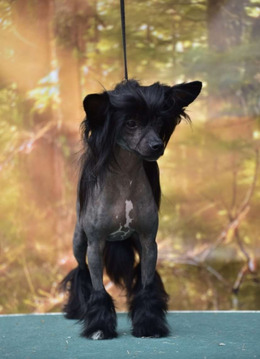 Lulek Meus Amicus Novus