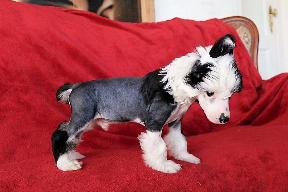 Be My Dog's Chrome Plated Crispin