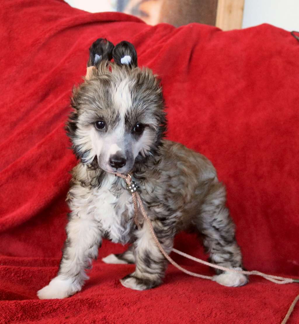 Be My Dog's Cee A Nifty Bee