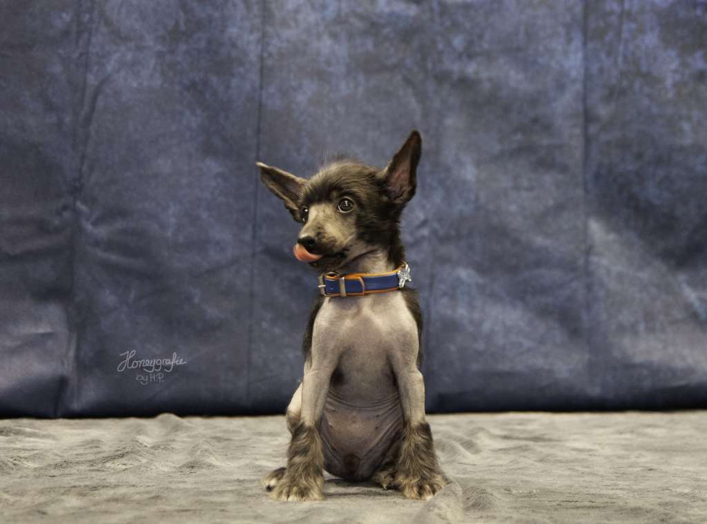 Evolution The Bushwalker