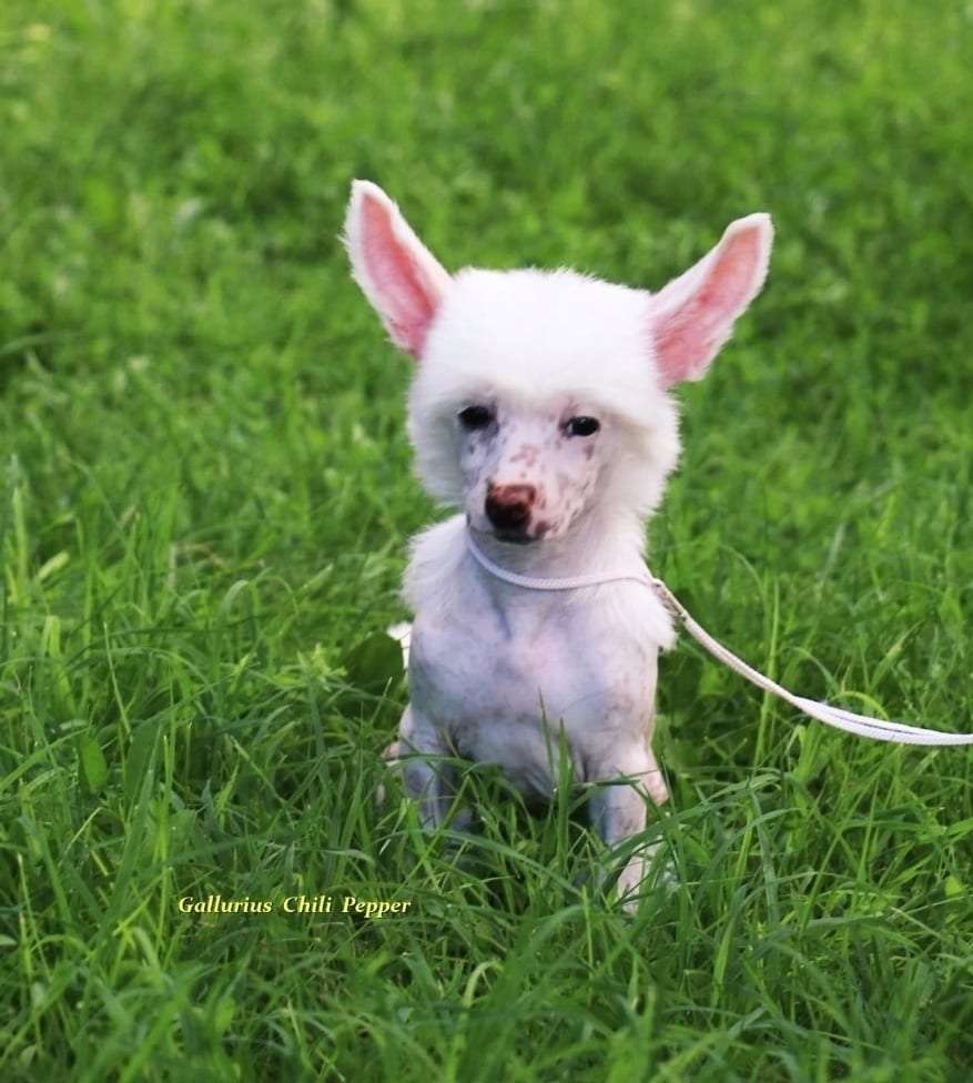 Gallurius  Chili  Pepper