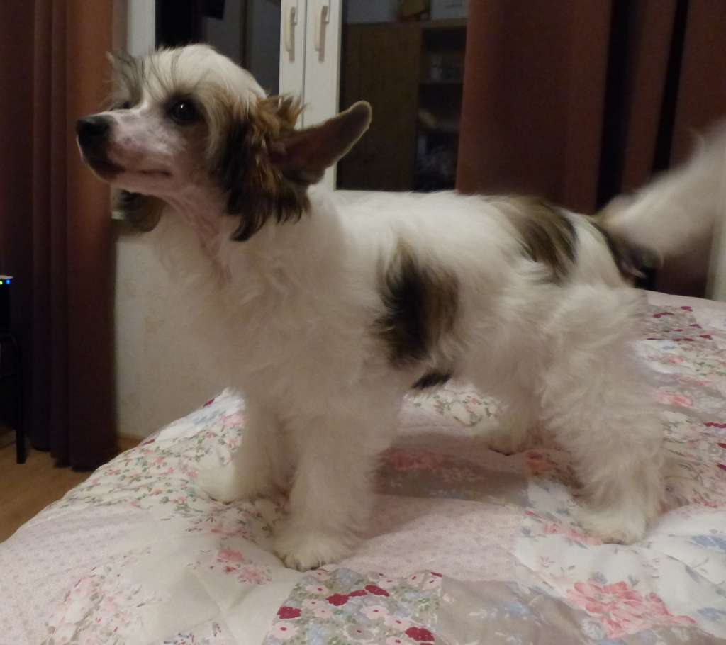 Lavina  vom Apfelland