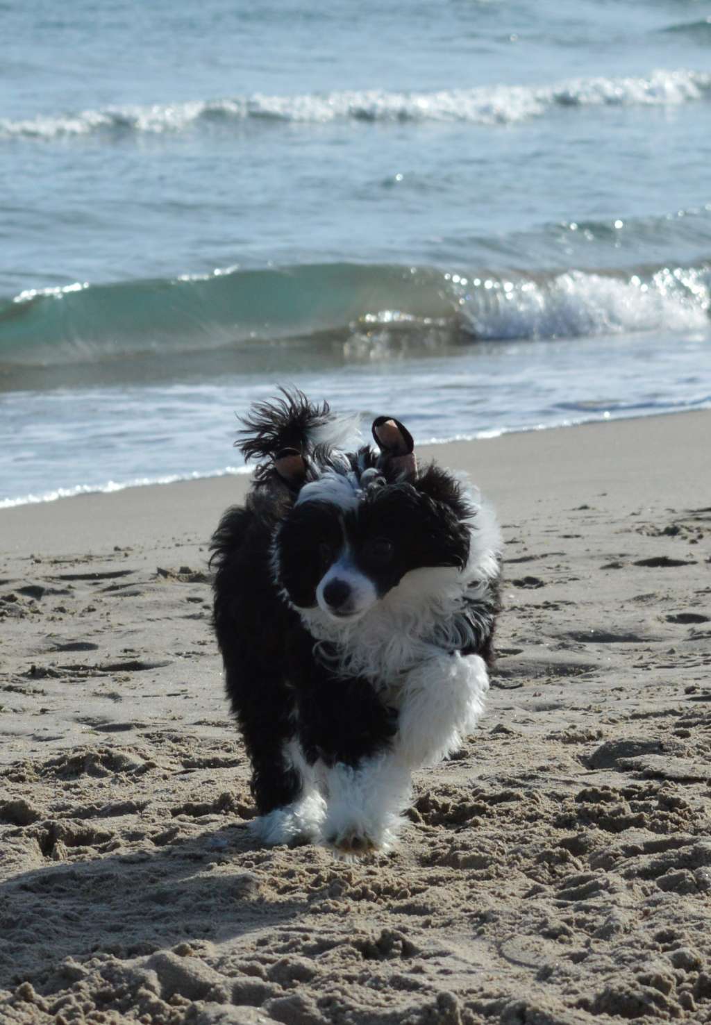 Magnus Staff Kamelia