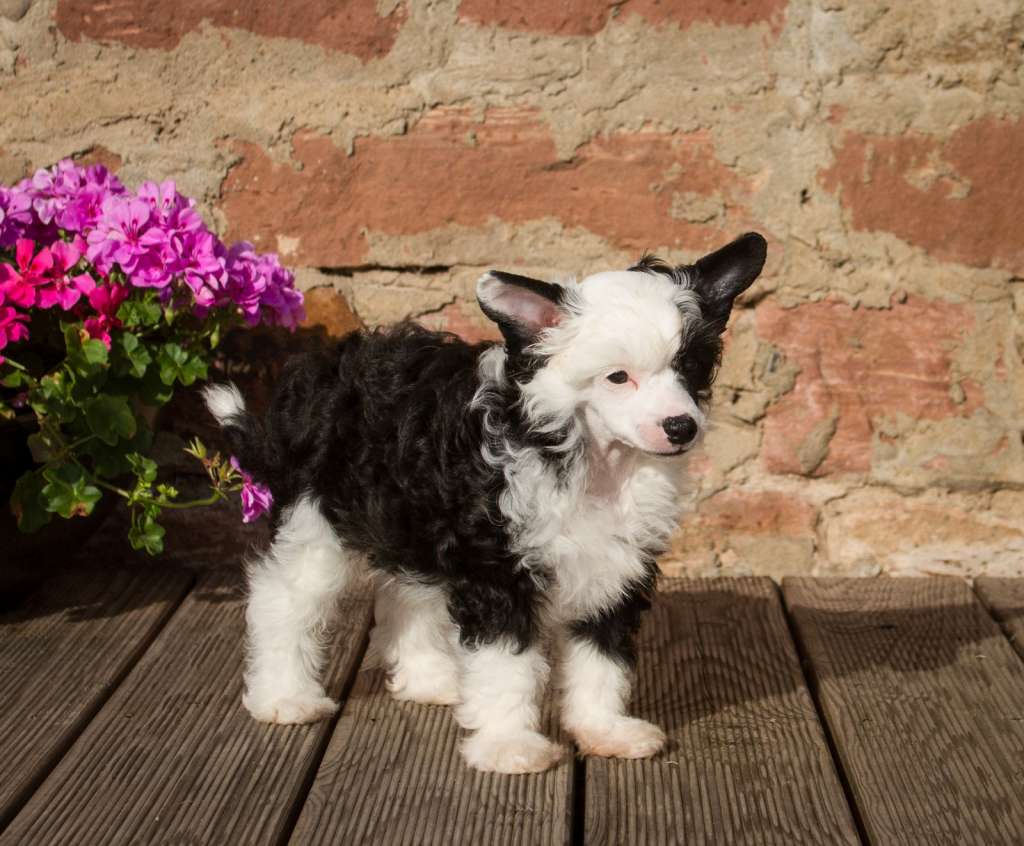 Hadschi Halef Heritage of Han